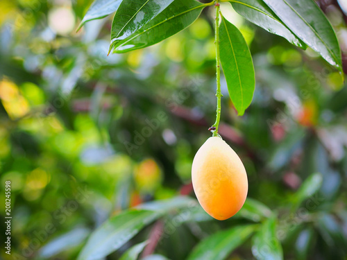 Fresh ripe marian plum or plango hanging on tree with freshness vibes background,Thai fruit.