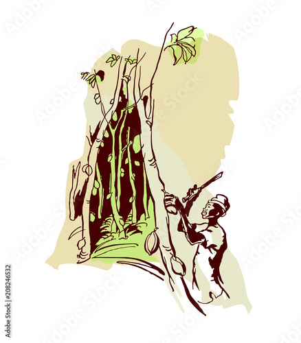 The man collects cocoa