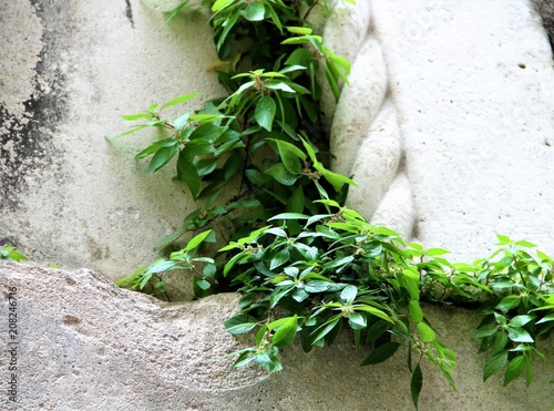 ivy on a stone pillar