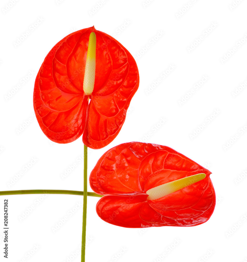  spadix flower isolated on white background