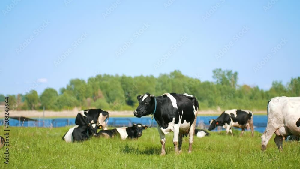 Cows graze in the meadow on the pasture near the river in sunny day Cows graze in the meadow on the pasture near the river in sunny day