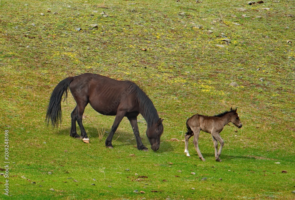 Fototapeta premium Russia. The South Of Western Siberia. mountain Altai. Lush pastures on the slopes of lake Teletskoye.