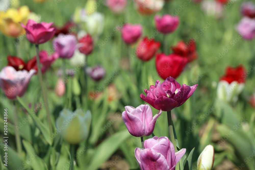 Blühende Tulpen in einem Tulpenfeld
