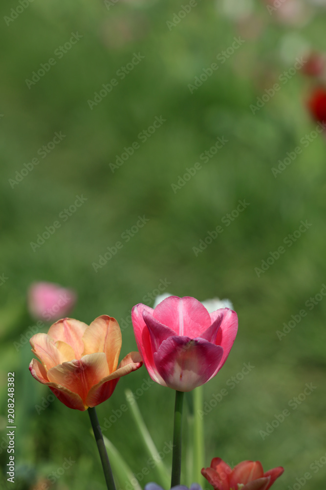 Blühende Tulpen in einem Tulpenbeet