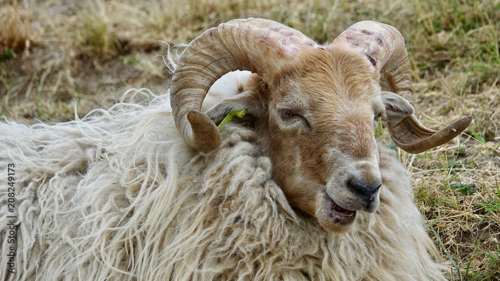 Naklejka premium Schafe, Herde und Einzeltieraufnahmen 
