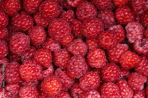 Background of a beautiful fresh raspberry. Healthy food. Vegetarianism.