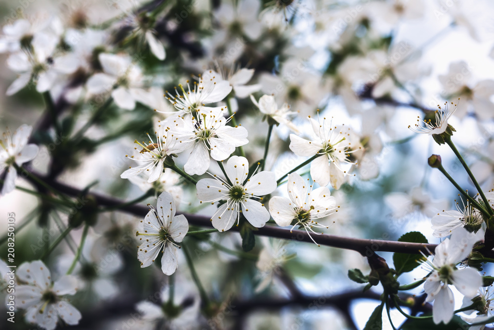 Fototapeta premium Flowering cherry on a bush close-up. Background