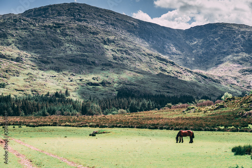 A horse on the scenic fields of Black Valley in county Kerry, Ireland