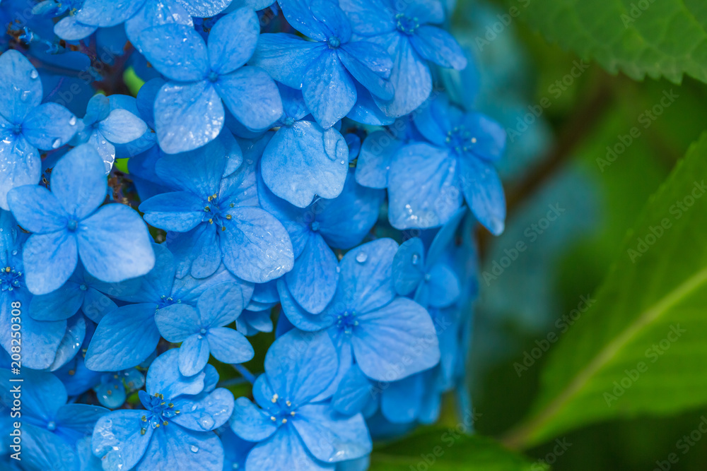 瑞々しい紫陽花の花 瑞々しい紫陽花の花