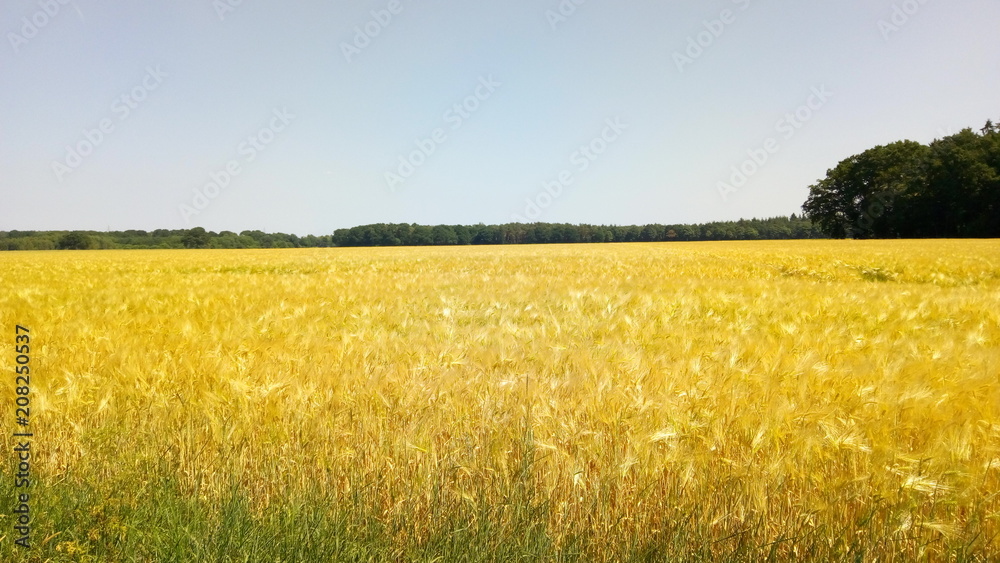 Fototapeta premium Feld 17