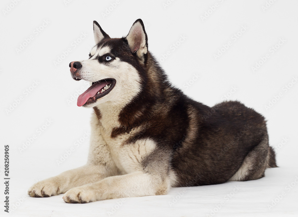 Siberian husky breed dog lies and looks sideways