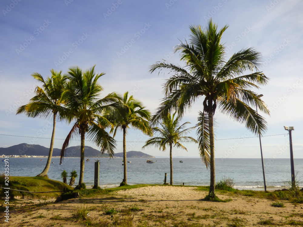 Palm trees at Ingleses Beach, Florianopolis - Brazil