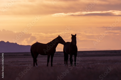 Wild Horse Stallions in a Utah Desert Sunset