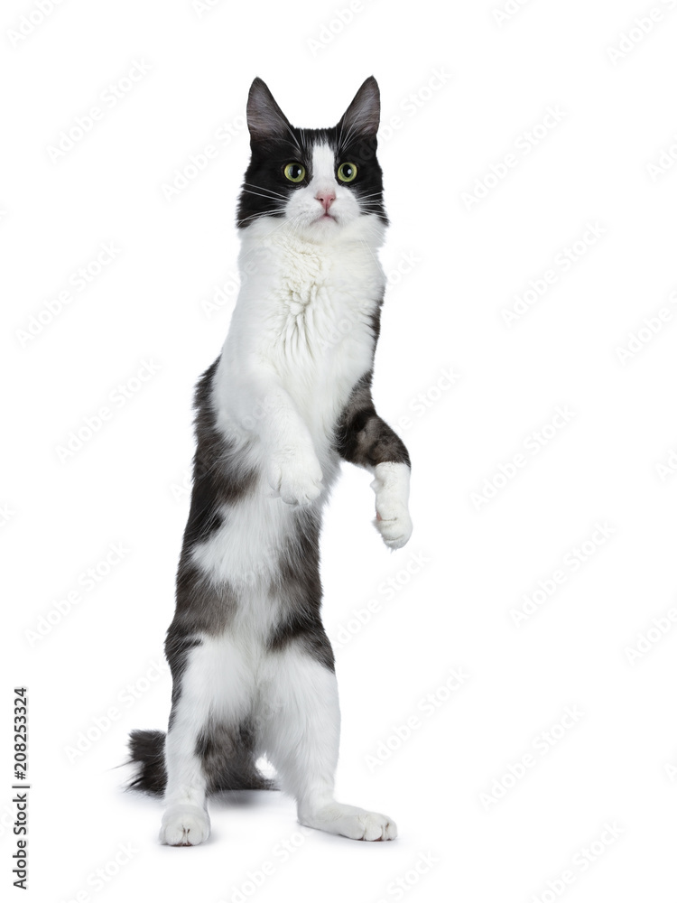 Cute black smoke with white Turkish Angora cat standing on back paws like meerkat white background Cute black smoke with white Turkish Angora cat standing on back paws like meerkat white background