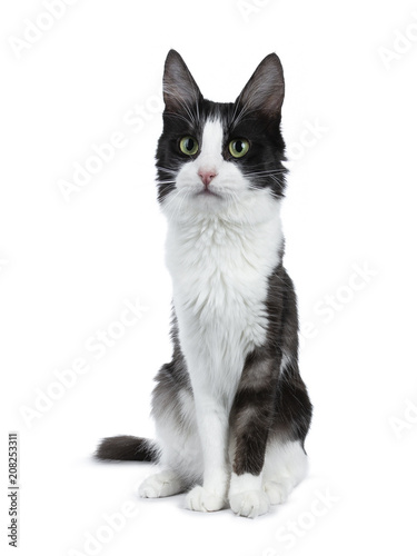Cute black smoke with white Turkish Angora cat sitting on white background and looking to the side