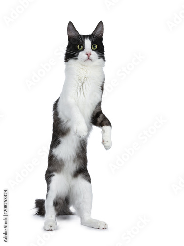 Cute black smoke with white Turkish Angora cat standing on back paws like meerkat white background 