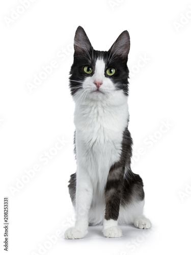 Funny black smoke with white Turkish Angora cat sitting isolated on white and looking directly to lens