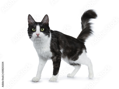 Cute black smoke with white Turkish Angora cat standing side ways on white background with tail in the air 
