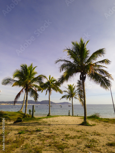 Palm trees at Ingleses Beach, Florianopolis - Brazil