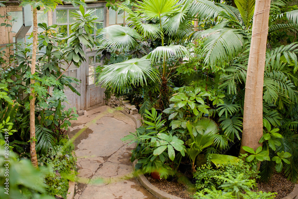 View of an old tropical greenhouse with evergreen plants. View of an old tropical greenhouse with evergreen plants.