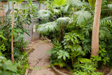 View of an old tropical greenhouse with evergreen plants.