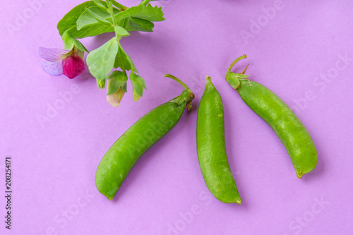 Peas, pods, leaves and pea flowers on a light pastel background. Floral layout.