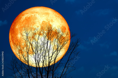 super blood moon back silhouette dry tree in the night sky