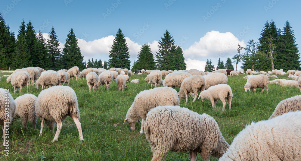 Fototapeta premium Schafherde in den Bergen. Schafsmilch für Schafskäse und Butter.