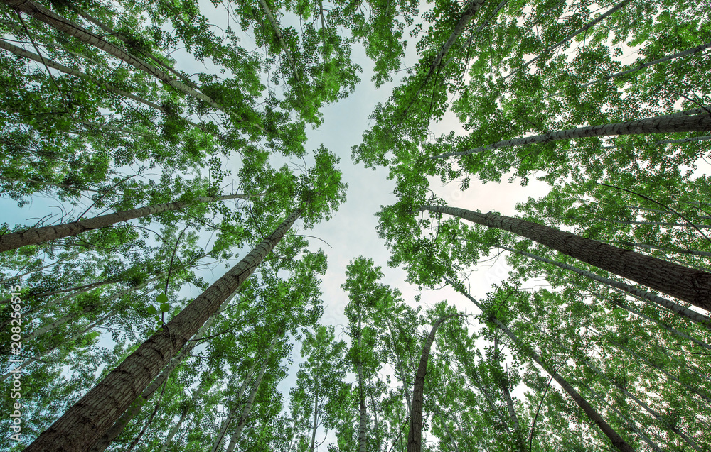 Fototapeta premium Long tree in the forest
