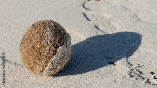 seagrass neptune ball shading the beach of Es Trenc near Sa Rapita Mallorca Spain photo