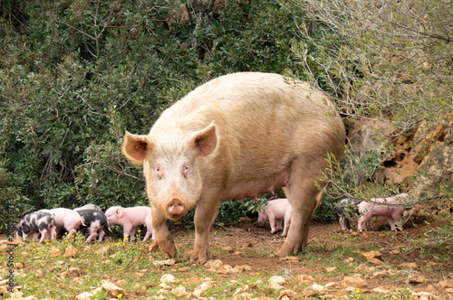 Little piglets 4 photo