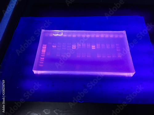 Molecular technique Agarose gel elctrophoresis for DNA sample