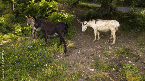 Aerial detail of three donkeys grazing and drinking. These animals are white, gray and black and look in front of them. These are excellent beasts of burden.