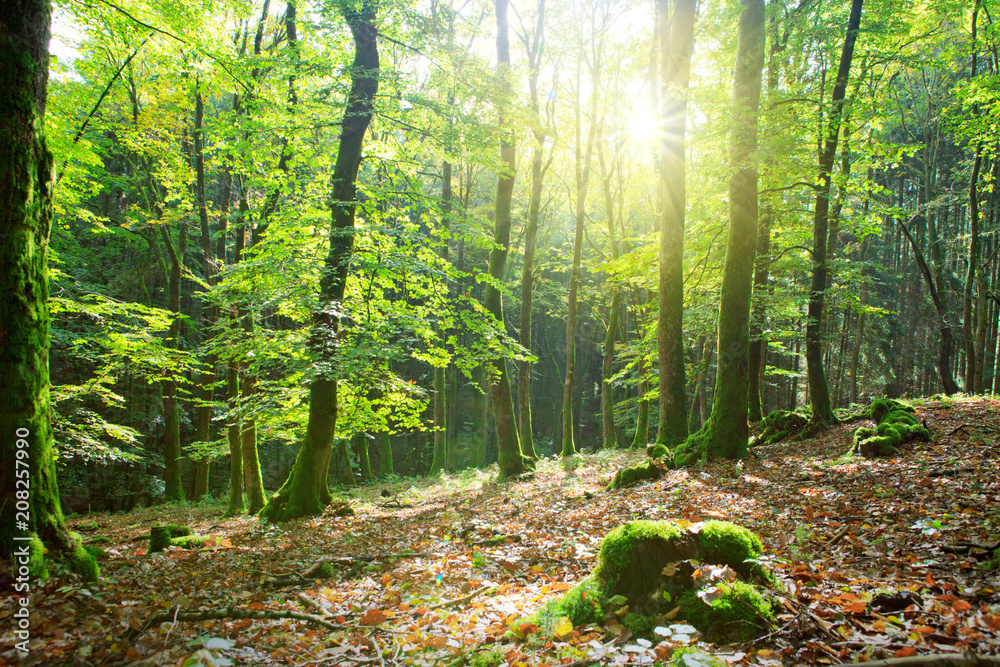 Fototapeta Letni las z promieniami słońca.