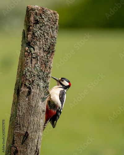 greater spotted woodpecker (dendrocopos major) perched on lichen covered post