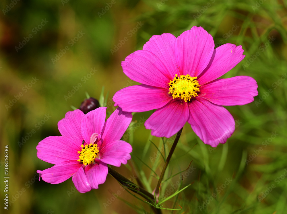 Cosmea, Cosmos bipinnatus, Bluete Nahansicht Cosmea, Cosmos bipinnatus, Bluete Nahansicht