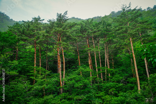 Lush Green Сoniferous Forest in Seoraksan National Park, South Korea photo