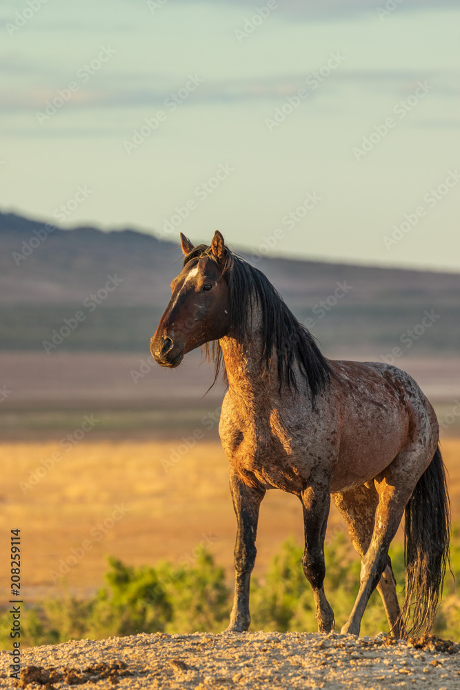 Fototapeta premium Beautiful Wild Horse Stallion