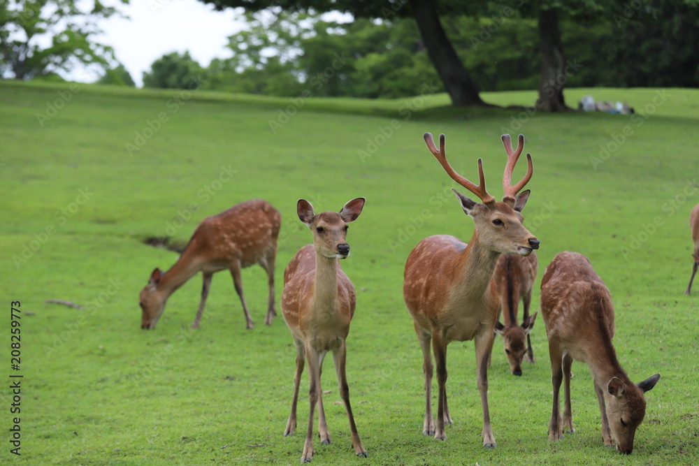 奈良公園　飛火野の芝生広場と鹿