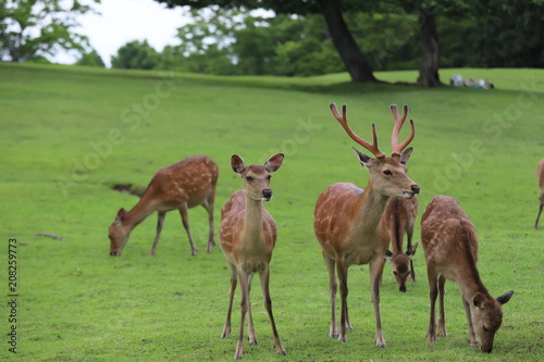 奈良公園 飛火野の芝生広場と鹿