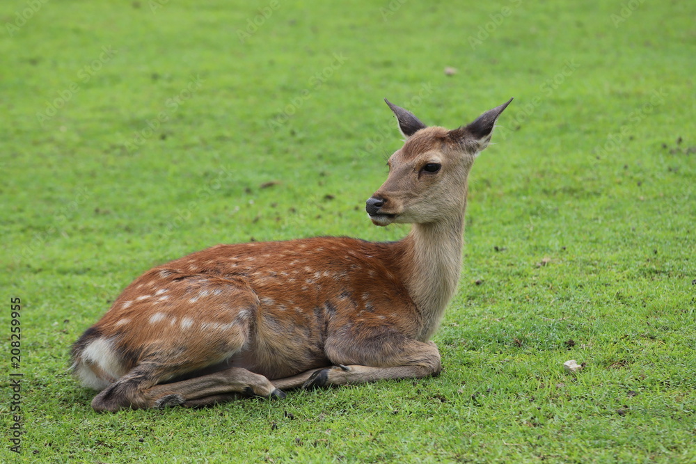奈良公園 飛火野の芝生広場と鹿 奈良公園 飛火野の芝生広場と鹿