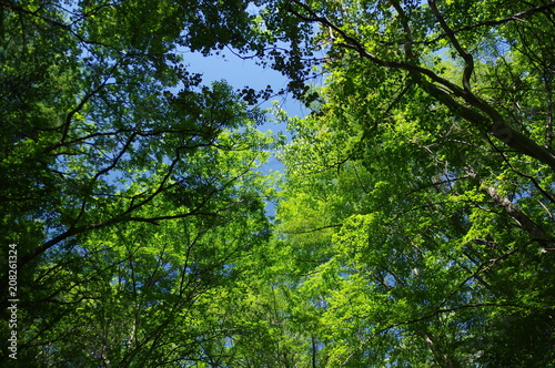 新緑の森 © ikko
