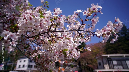 Cherry blossom  