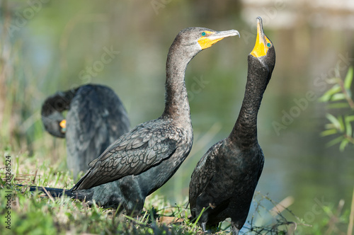 Double-crested cormorant showing courtship behavior