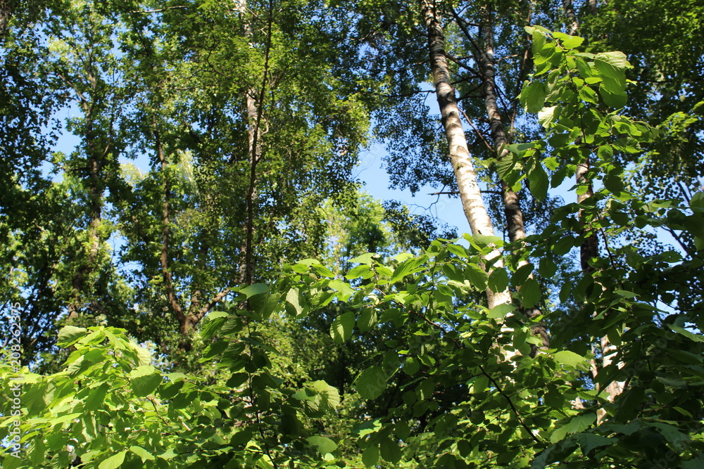 Fototapeta premium The nature of the Botanical garden of the city of Moscow.Park in summer.