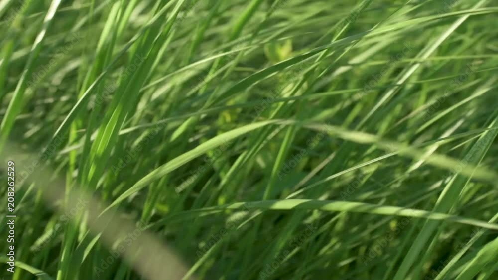 Close Up Wind Blowing Native Prairie Grasses Slow Motion Close Up Wind Blowing Native Prairie Grasses Slow Motion