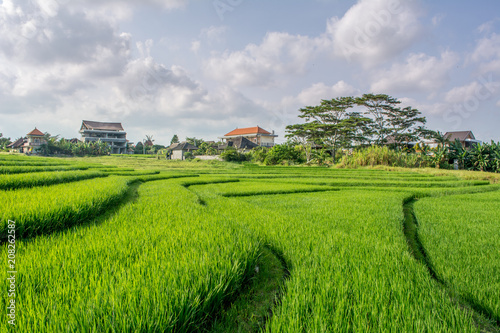 rice paddies in canggu photo