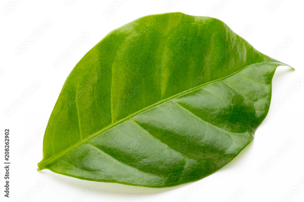 Fototapeta premium Green tea leaf isolated on white background.