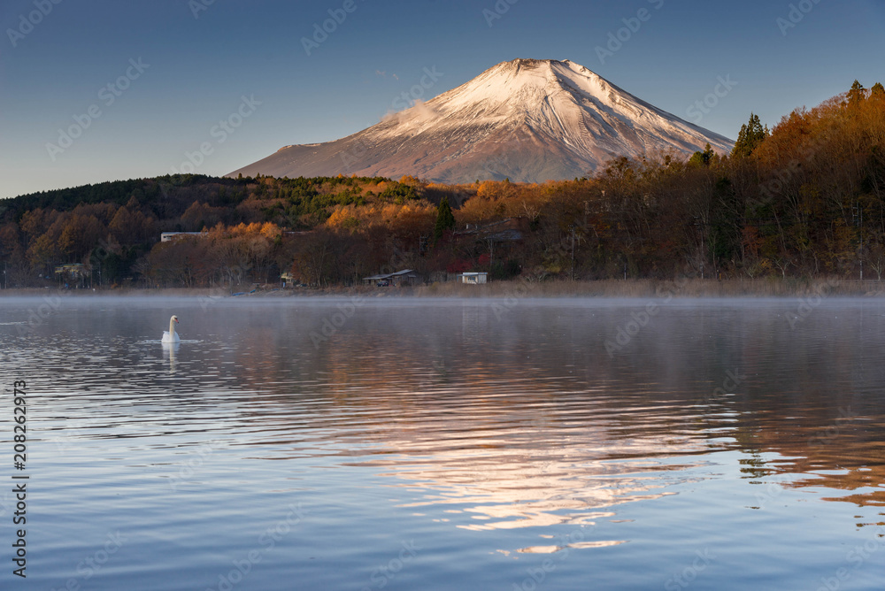 white swan floating on lake with Mountain Fuji in background at yamanaka lake , 5 lake of Fuji
