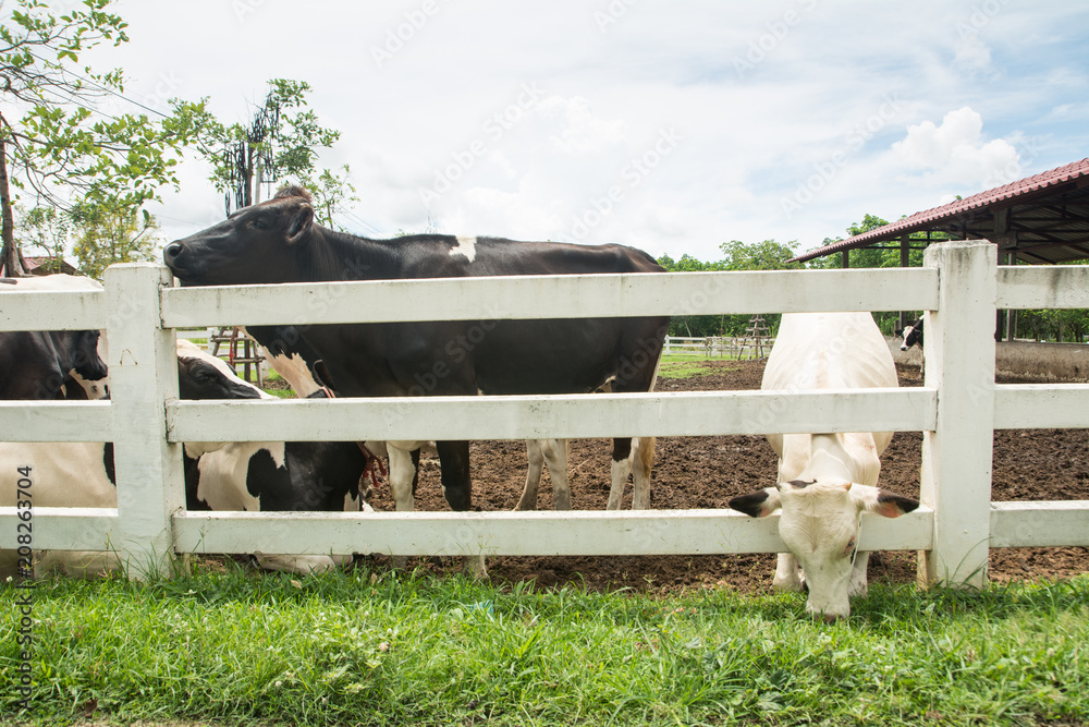 Obraz premium Black and white cows in farm